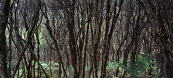 Manuka forest above Catchpool - 2025 - © wainuiomata.net