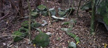 Whale bones near ridge above Catchpool - 2025 - © wainuiomata.net