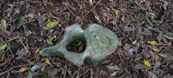 Whale bone near ridge above Catchpool - 2025 - © wainuiomata.net