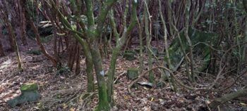 Whale bones near ridge above Catchpool - 2025 - © wainuiomata.net