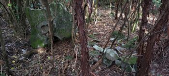 Whale bones near ridge above Catchpool - 2025 - © wainuiomata.net