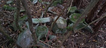 Whale bones near ridge above Catchpool - 2025 - © wainuiomata.net