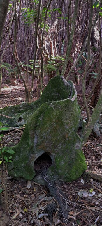 Large whale bone near ridge above Catchpool - 2025 - © wainuiomata.net