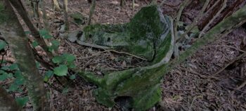 Large whale bone near ridge above Catchpool - 2025 - © wainuiomata.net