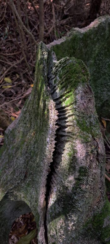 Large whale bone near ridge above Catchpool - 2025 - © wainuiomata.net