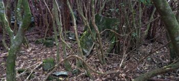 Whale bones near ridge above Catchpool - 2025 - © wainuiomata.net