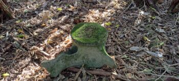Whale bones near ridge above Catchpool - 2025 - © wainuiomata.net