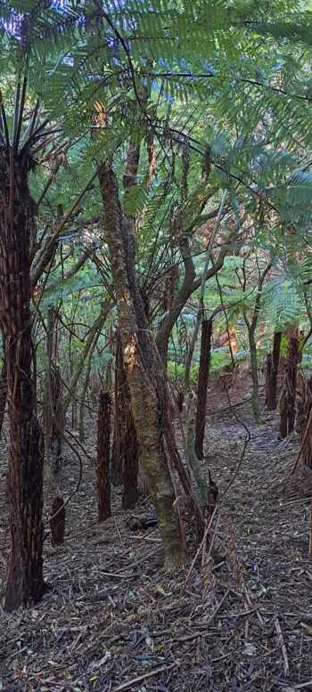 Fern trees above Tawa Grove Walk - 2025 - © wainuiomata.net