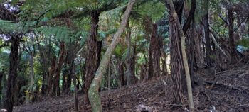 Fern trees above Tawa Grove Walk - 2025 - © wainuiomata.net