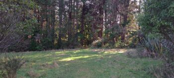 Meadow on the Tawa Grove Walk - 2025 - © wainuiomata.net