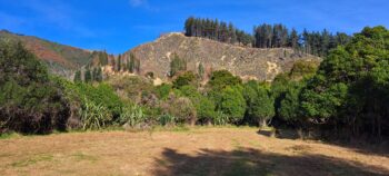 Logged hillside as seen from the Tawa Grove Walk - 2025 - © wainuiomata.net