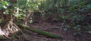 Large ditch near the Tawa Grove Walk - 2025 - © wainuiomata.net