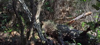 Old Pine Tree - 2025 - © wainuiomata.net