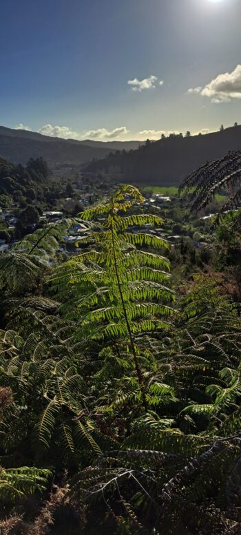 Looking west from the hillside behind Sunny Grove - 2025 - © wainuiomata.net