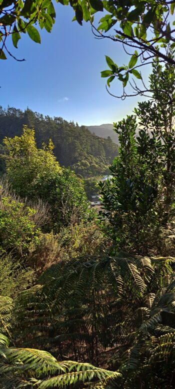 Looking west from the hillside behind Sunny Grove - 2025 - © wainuiomata.net
