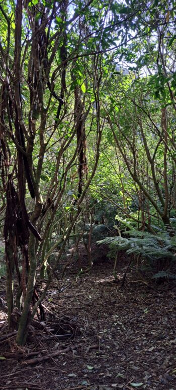Gully leading down to Sunny Grove Track - 2025 - © wainuiomata.net