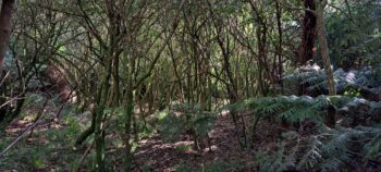 Gully leading down to Sunny Grove Track - 2025 - © wainuiomata.net