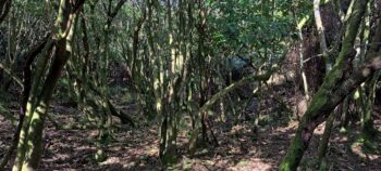 Gully leading down to Sunny Grove Track - 2025 - © wainuiomata.net