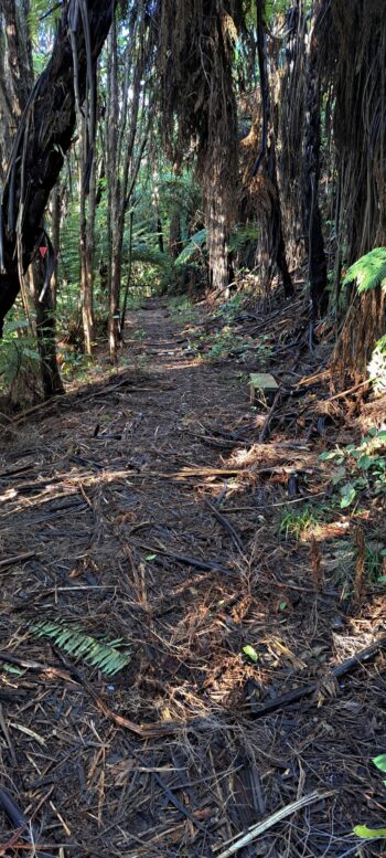 Old Track above Hine Road Recreation Area - 2025 - © wainuiomata.net