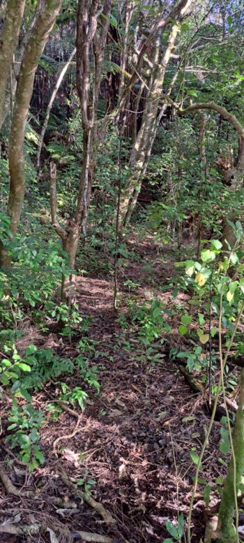 Old Track above Hine Road Recreation Area - 2025 - © wainuiomata.net