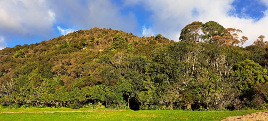 Southern hillside above Hine Road Recreation Area - 2025 - © wainuiomata.net