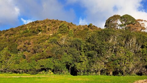 Southern hillside above Hine Road Recreation Area - 2025 - © wainuiomata.net