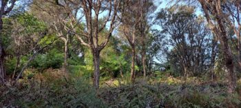 Dick's Hill - 2025 - © wainuiomata.net