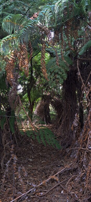 Track along Hair Street Ridge - 2025 - © wainuiomata.net