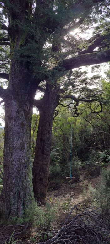 Rope Swing on Hair Street Ridge - 2025 - © wainuiomata.net