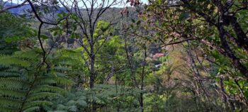 Looking down toward Hair Street from Hair Street Ridge - 2025 - © wainuiomata.net
