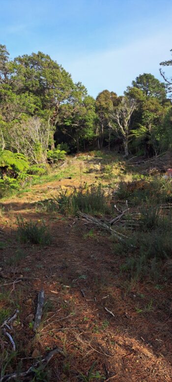 Bulldozed are on Hair Street Ridge - 2025 - © wainuiomata.net
