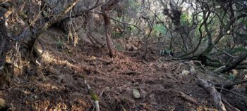 Old Firebreak near NIkau Valley - 2025 - © wainuiomata.net