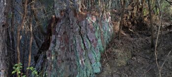 Old tree base near NIkau Valley - 2025 - © wainuiomata.net