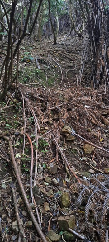 Old Firebreak near NIkau Valley - 2025 - © wainuiomata.net