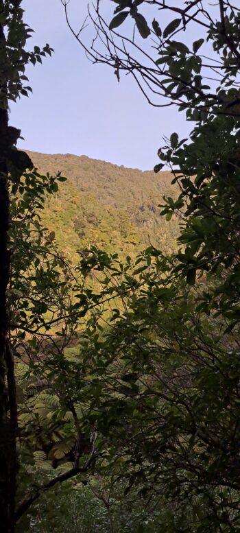 NIkau Valley - 2025 - © wainuiomata.net