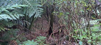 Small gully near NIkau Valley - 2025 - © wainuiomata.net