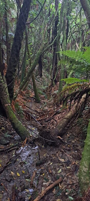 Small gully near NIkau Valley - 2025 - © wainuiomata.net