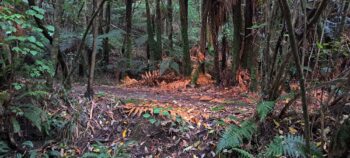 NIkau Track - 2025 - © wainuiomata.net