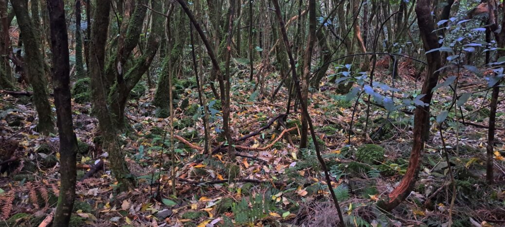 NIkau Valley Plateau - 2025 - © wainuiomata.net