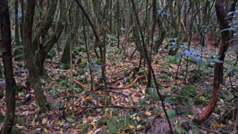 NIkau Valley Plateau - 2025 - © wainuiomata.net