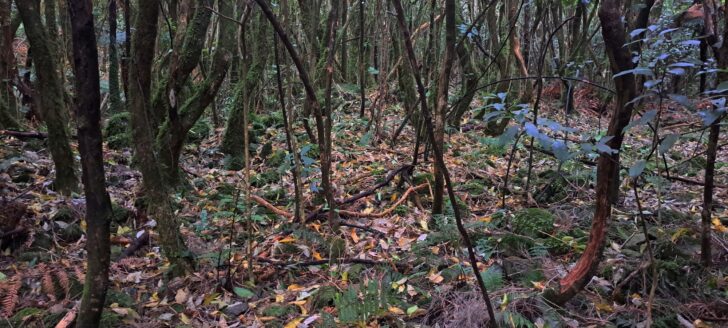 NIkau Valley Plateau - 2025 - © wainuiomata.net