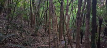 NIkau Valley Hillside - 2025 - © wainuiomata.net