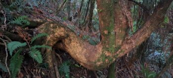 NIkau Valley Hillside - 2025 - © wainuiomata.net