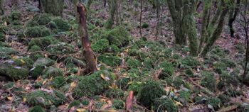 Boulder Bank at NIkau Valley Plateau - 2025 - © wainuiomata.net