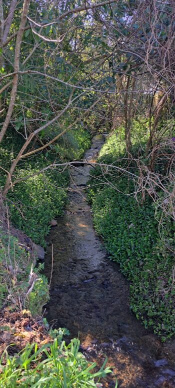 Hair Stream - 2024 - © wainuiomata.net