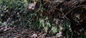 Sinclair Track cutting - 2025 - © wainuiomata.net
