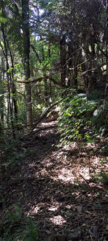 Sinclair Track - 2025 - © wainuiomata.net