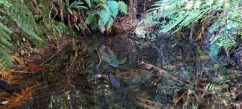 Small Pool - 2025 - © wainuiomata.net