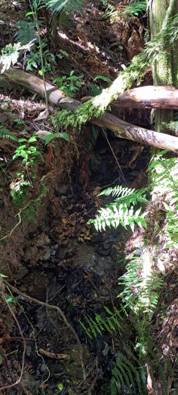 Deeply cut creek - 2025 - © wainuiomata.net