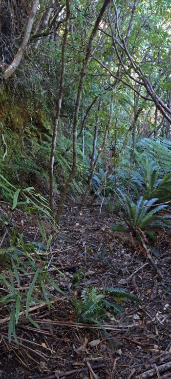 Mystery Track with cut bank - 2025 - © wainuiomata.net